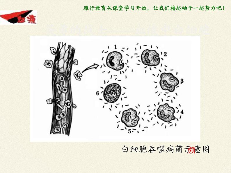 北师大版生物七年级下册 第9章 第1节 血液(1)（课件）第8页