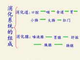 北师大版生物七年级下册 第8章 第2节 食物的消化和营养物质的吸收(2)（课件）