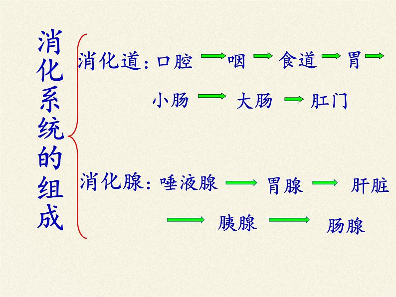 北师大版生物七年级下册 第8章 第2节 食物的消化和营养物质的吸收(2)（课件）第5页