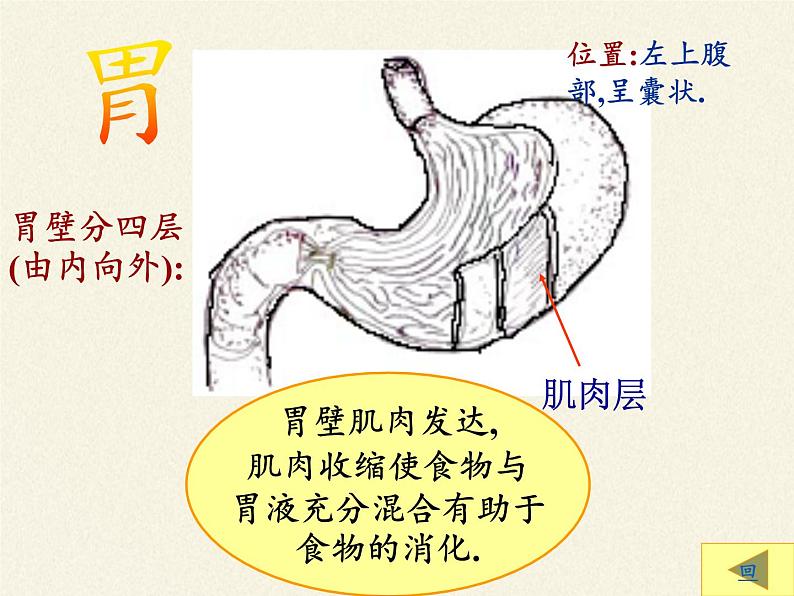 北师大版生物七年级下册 第8章 第2节 食物的消化和营养物质的吸收(2)（课件）第7页