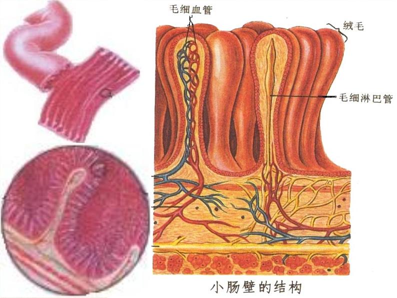 北师大版生物七年级下册 第8章 第2节 食物的消化和营养物质的吸收(2)（课件）第8页