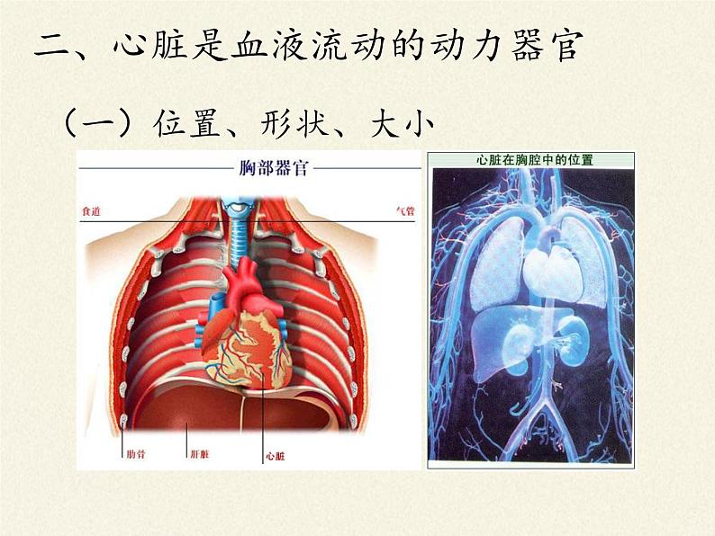 北师大版生物七年级下册 第9章 第2节 血液循环(13)（课件）第2页