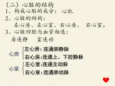 北师大版生物七年级下册 第9章 第2节 血液循环(13)（课件）
