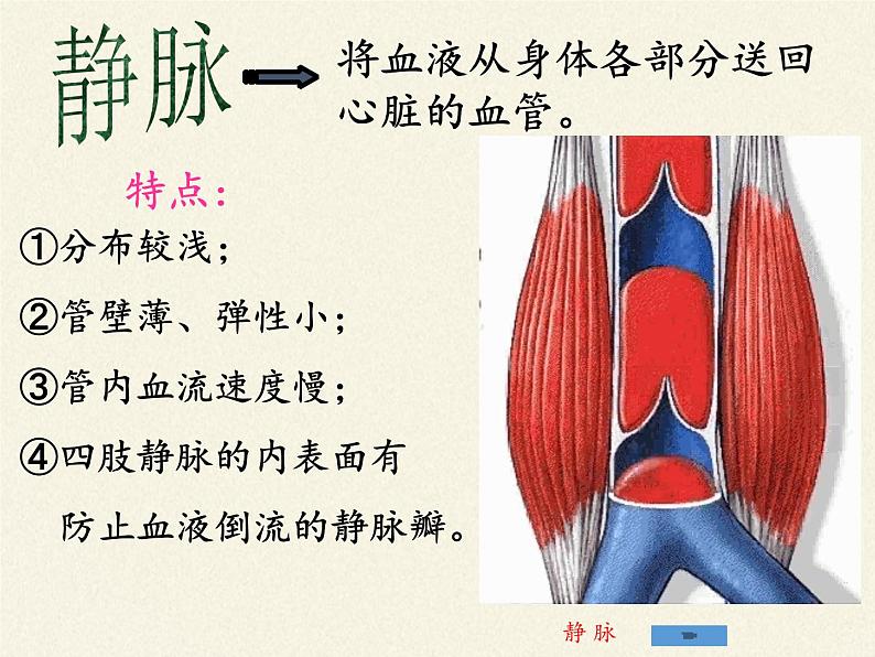 北师大版生物七年级下册 第9章 第2节 血液循环(10)（课件）第8页