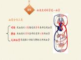 北师大版生物七年级下册 第9章 第2节 血液循环(12)（课件）