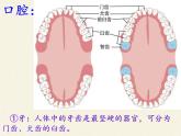 北师大版生物七年级下册 第8章 第2节 食物的消化和营养物质的吸收(1)（课件）