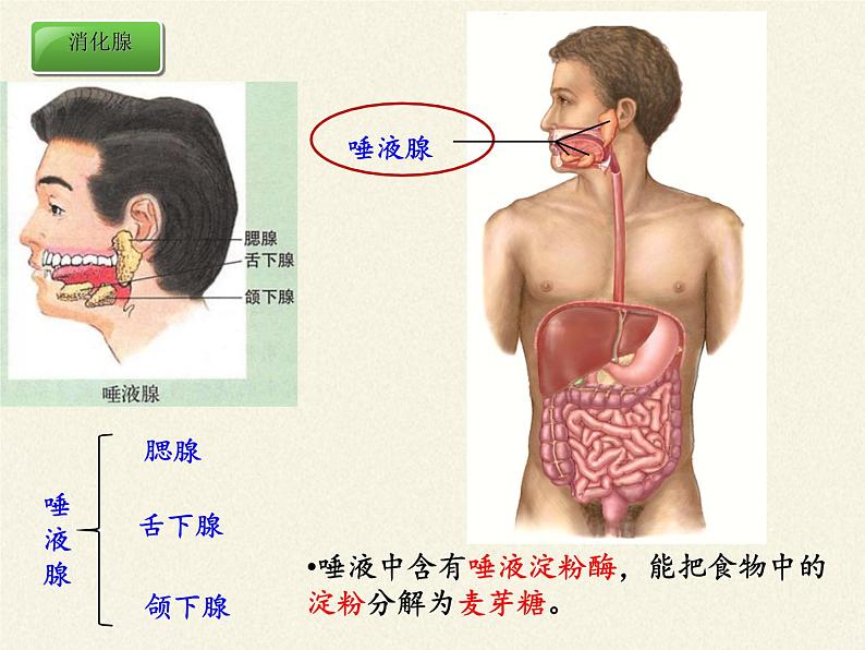 北师大版生物七年级下册 第8章 第2节 食物的消化和营养物质的吸收(1)（课件）08