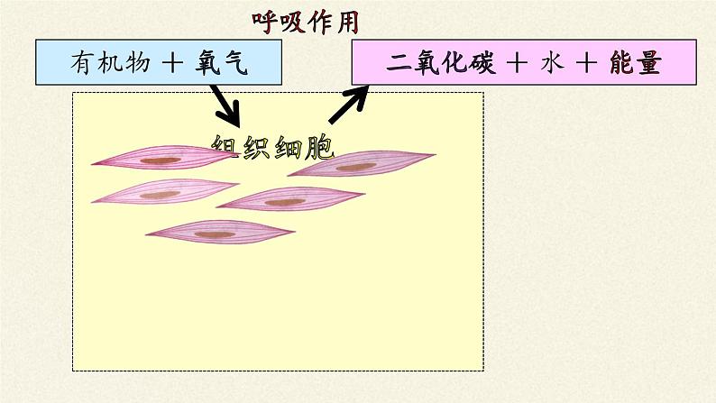 北师大版生物七年级下册 第10章 第2节 人体细胞获得氧气的过程(4)（课件）第3页