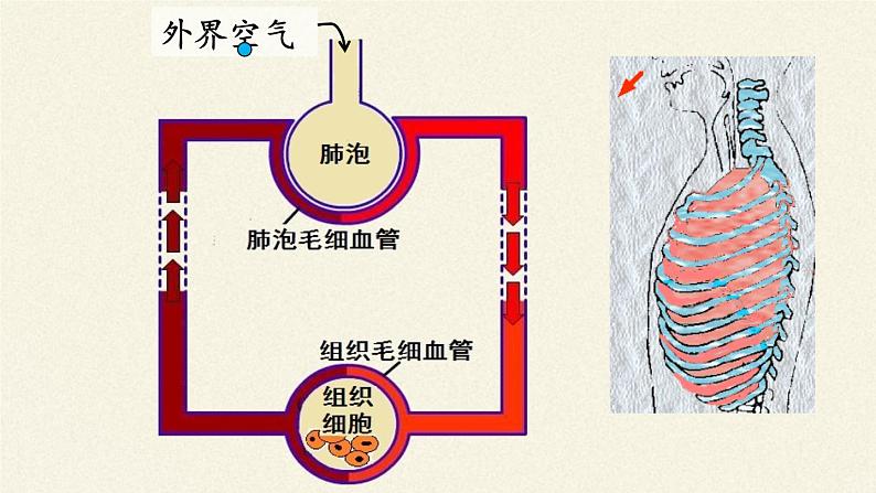 北师大版生物七年级下册 第10章 第2节 人体细胞获得氧气的过程(4)（课件）第5页