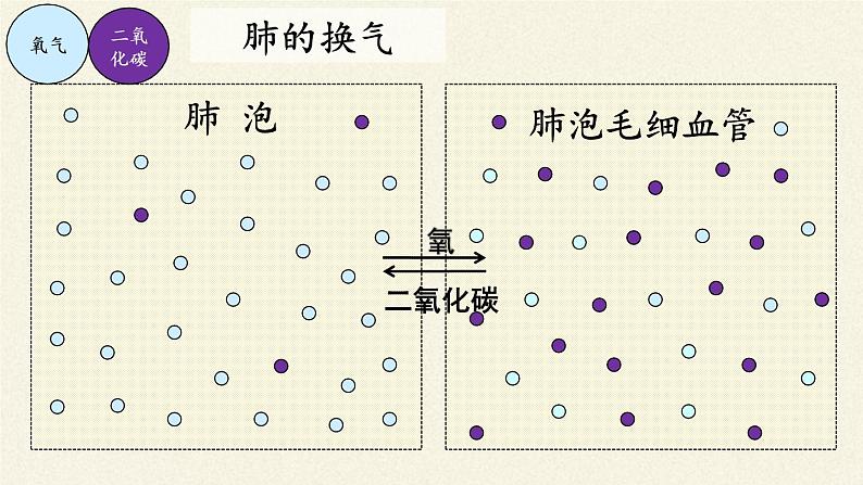 北师大版生物七年级下册 第10章 第2节 人体细胞获得氧气的过程(4)（课件）第8页