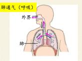 北师大版生物七年级下册 第10章 第2节 人体细胞获得氧气的过程(3)（课件）