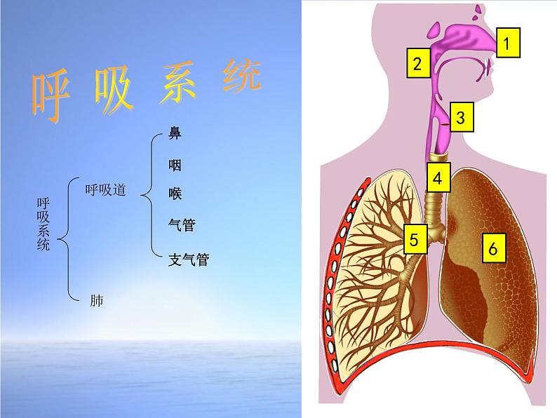 北师大版生物七年级下册 第10章 第2节 人体细胞获得氧气的过程(3)（课件）第7页