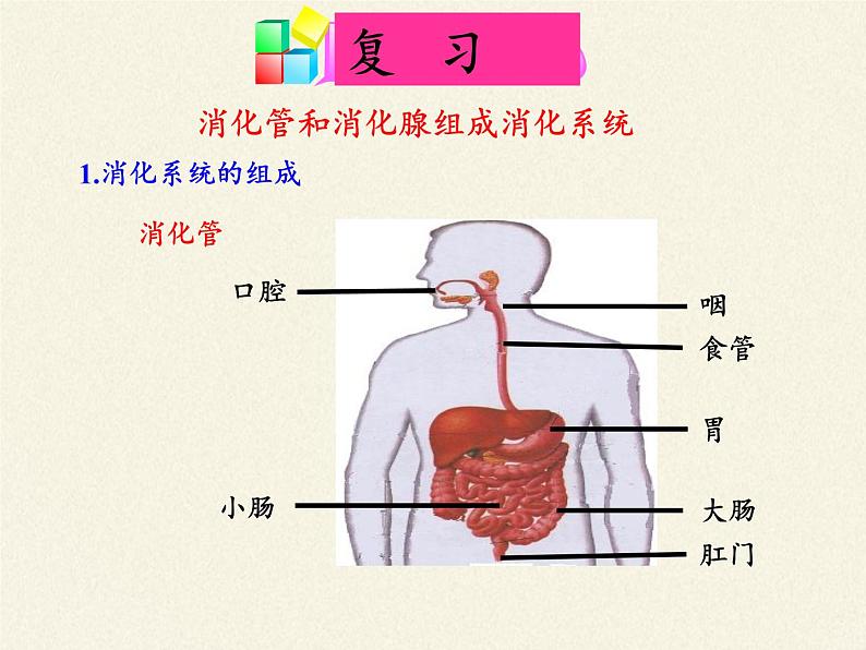 北师大版生物七年级下册 第8章 第2节 食物的消化和营养物质的吸收（课件）第2页