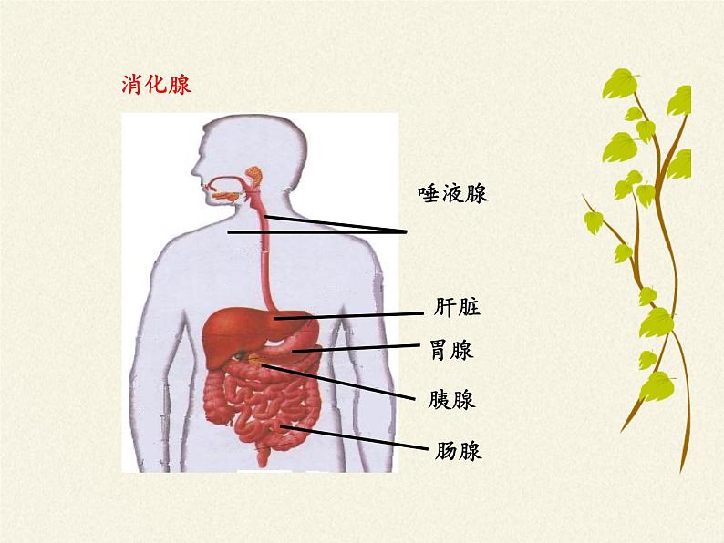 北师大版生物七年级下册 第8章 第2节 食物的消化和营养物质的吸收（课件）第3页