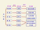 北师大版生物七年级下册 第8章 第2节 食物的消化和营养物质的吸收（课件）