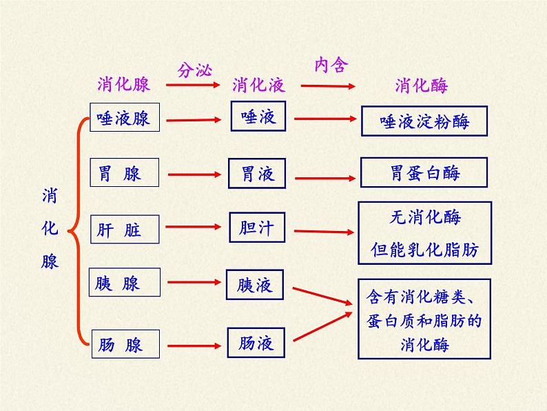 北师大版生物七年级下册 第8章 第2节 食物的消化和营养物质的吸收（课件）第4页