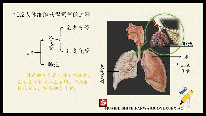 北师大版生物七年级下册 第10章 第2节 人体细胞获得氧气的过程(7)（课件）第8页