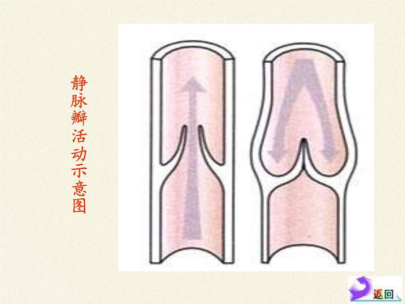 北师大版生物七年级下册 第9章 第2节 血液循环(9)（课件）第5页