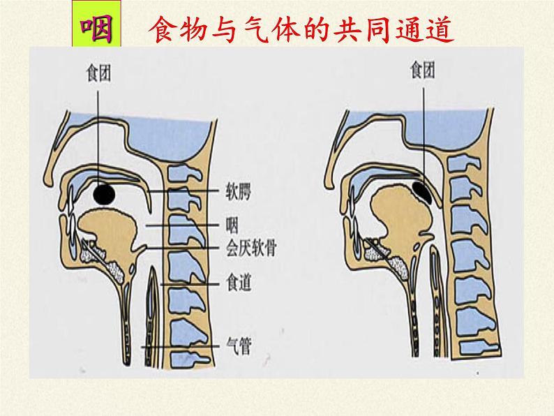 北师大版生物七年级下册 第10章 第1节 食物中能量的释放(10)（课件）第6页