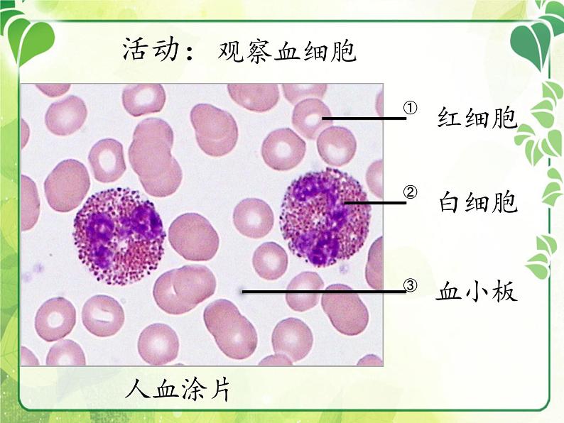 北师大版生物七年级下册 第9章 第1节 血液(2)（课件）第7页