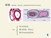北师大版生物七年级下册 第9章 第2节 血液循环(4)（课件）