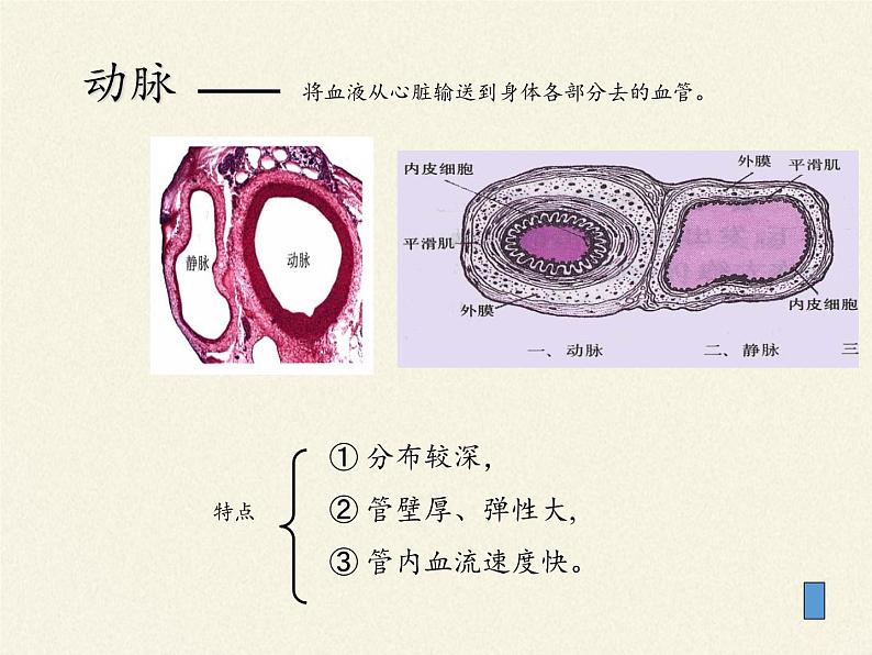 北师大版生物七年级下册 第9章 第2节 血液循环(4)（课件）04