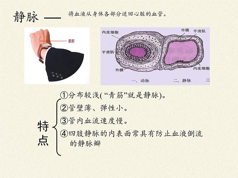 北师大版生物七年级下册 第9章 第2节 血液循环(4)（课件）05