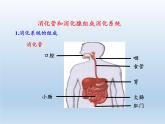 北师大版生物七年级下册 第8章 第2节 食物的消化和营养物质的吸收(3)（课件）