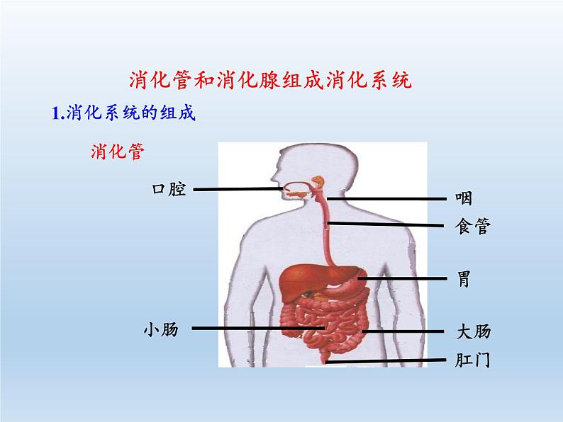 北师大版生物七年级下册 第8章 第2节 食物的消化和营养物质的吸收(3)（课件）第5页