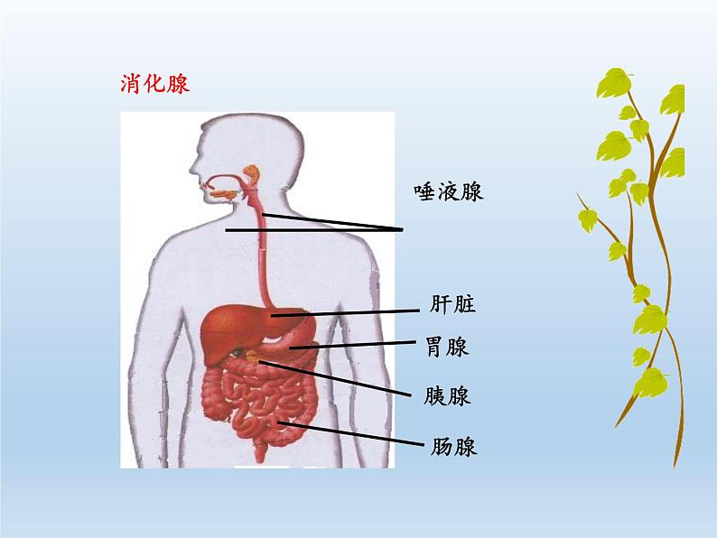 北师大版生物七年级下册 第8章 第2节 食物的消化和营养物质的吸收(3)（课件）第6页