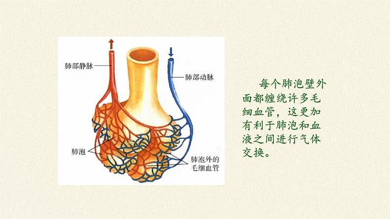 北师大版生物七年级下册 第10章 第2节 人体细胞获得氧气的过程(2)（课件）第3页
