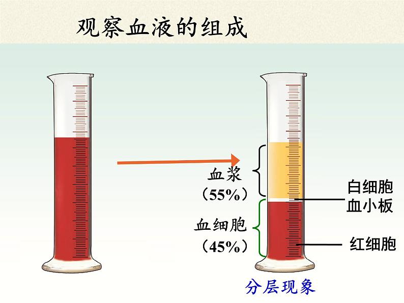 北师大版生物七年级下册 第9章 第1节 血液(6)（课件）第4页