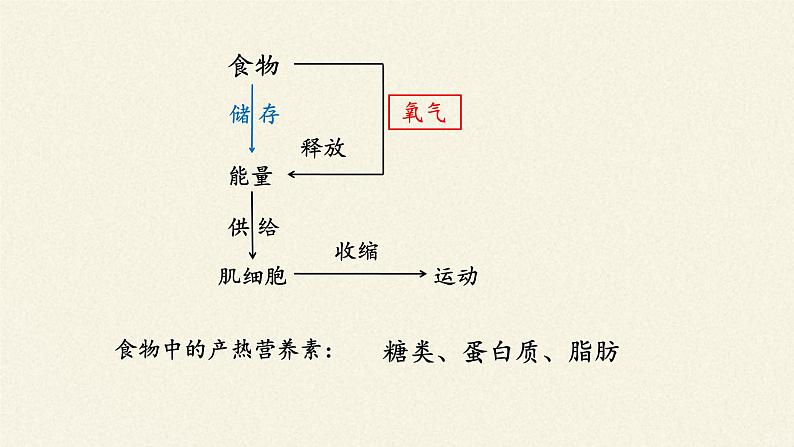 北师大版生物七年级下册 第10章 第1节 食物中能量的释放(4)（课件）第6页