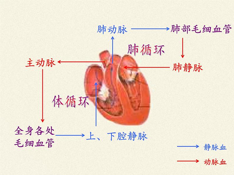 北师大版生物七年级下册 第9章 第2节 血液循环(11)（课件）第6页
