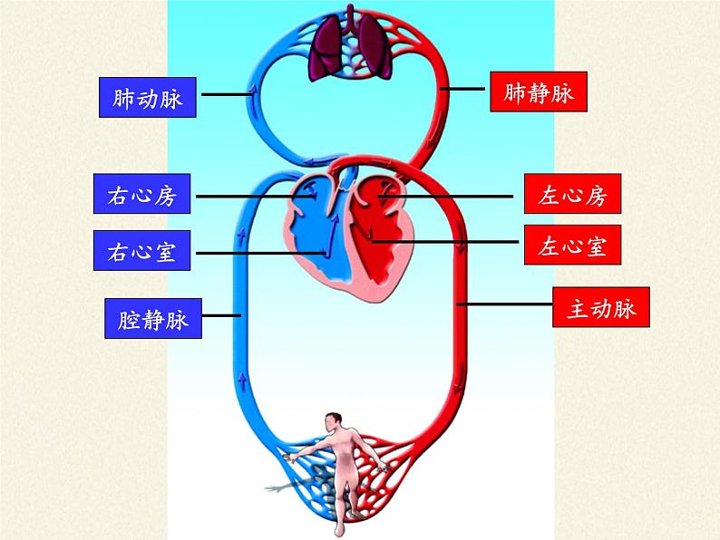 北师大版生物七年级下册 第9章 第2节 血液循环(11)（课件）第8页