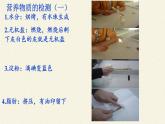北师大版生物七年级下册 第8章 第1节 人类的食物(8)（课件）