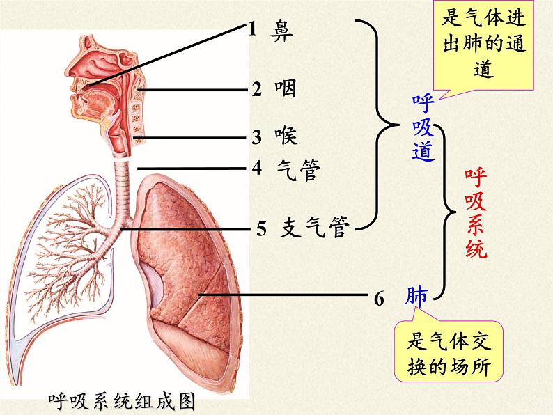 北师大版生物七年级下册 第10章 第2节 人体细胞获得氧气的过程（课件）第7页