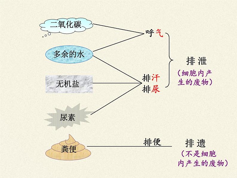 北师大版生物七年级下册 第11章 第2节 尿的形成与排出(6)（课件）03