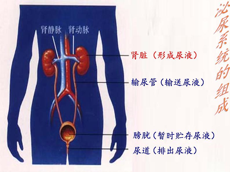 北师大版生物七年级下册 第11章 第2节 尿的形成与排出(6)（课件）04