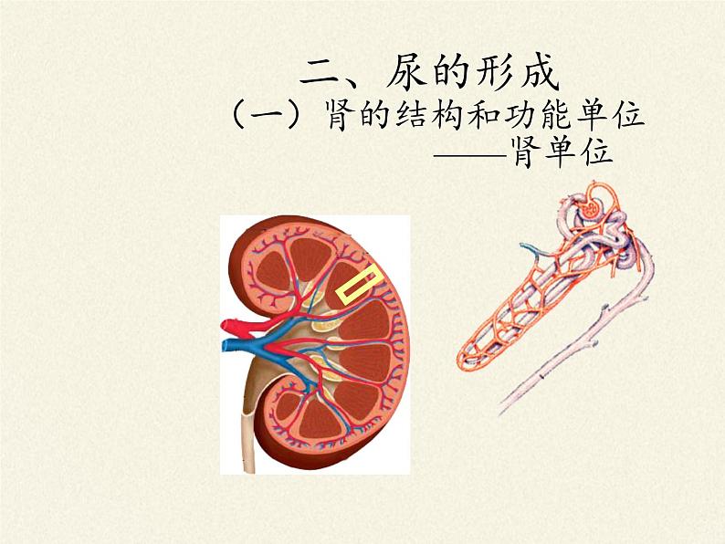 北师大版生物七年级下册 第11章 第2节 尿的形成与排出(6)（课件）05