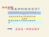 北师大版生物七年级下册 第11章 第3节 皮肤与汗液分泌(7)（课件）