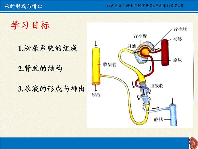 北师大版生物七年级下册 第11章 第2节 尿的形成与排出(10)（课件）第3页