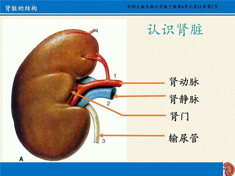 北师大版生物七年级下册 第11章 第2节 尿的形成与排出(10)（课件）第5页