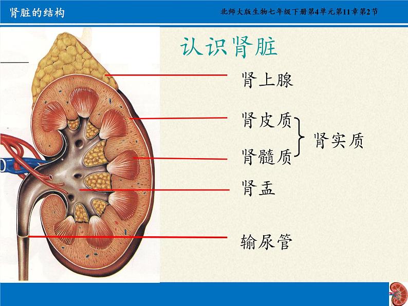 北师大版生物七年级下册 第11章 第2节 尿的形成与排出(10)（课件）第6页