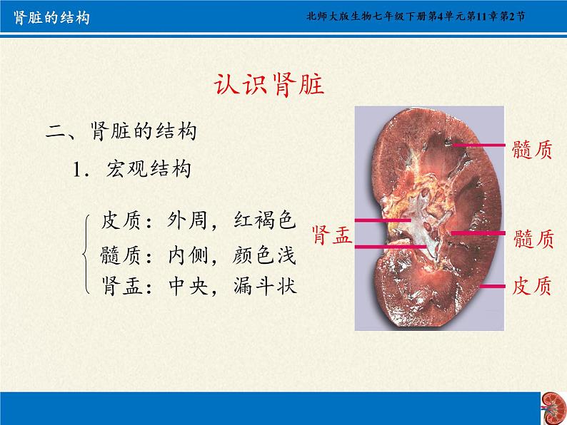 北师大版生物七年级下册 第11章 第2节 尿的形成与排出(10)（课件）第7页