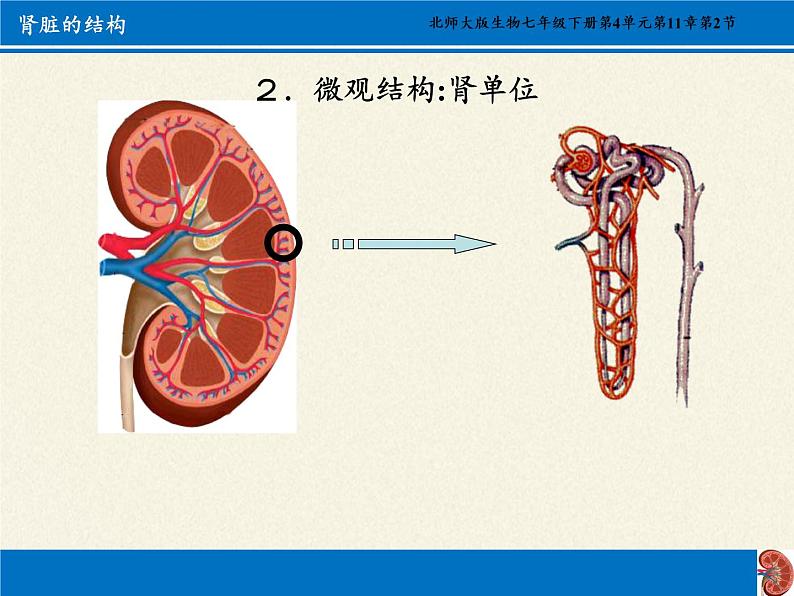 北师大版生物七年级下册 第11章 第2节 尿的形成与排出(10)（课件）第8页