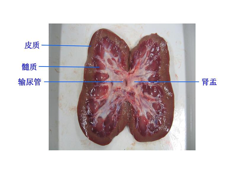 北师大版生物七年级下册 第11章 第2节 尿的形成与排出_（课件）07