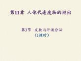 北师大版生物七年级下册 第11章 第3节 皮肤与汗液分泌(22)（课件）