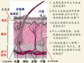北师大版生物七年级下册 第11章 第3节 皮肤与汗液分泌(21)（课件）