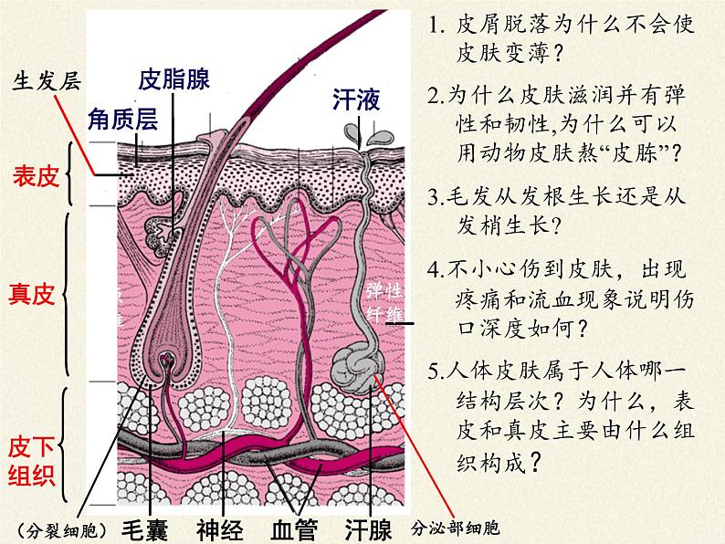 北师大版生物七年级下册 第11章 第3节 皮肤与汗液分泌(21)（课件）第5页